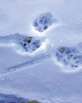 Wolf tracks