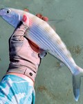 The author’s first bonefish of the day.